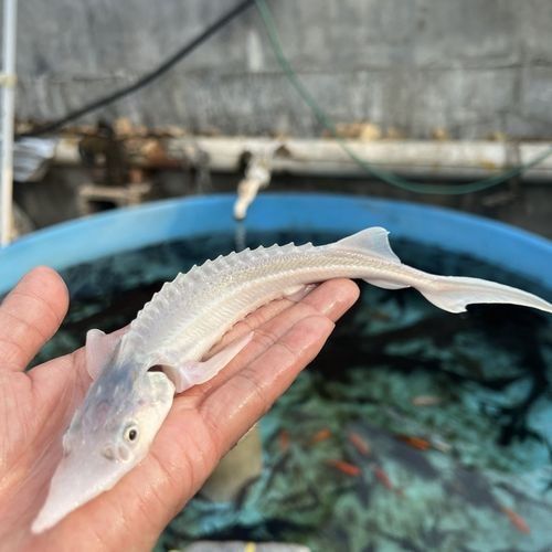 鱘龍魚 價格