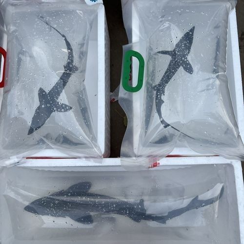 鱘龍魚 價格