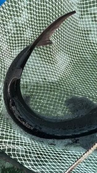 鱘龍魚 價格
