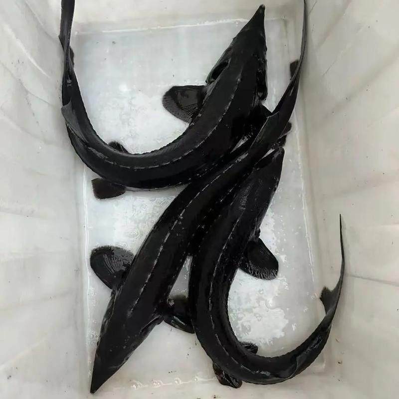 鱘龍魚 價格