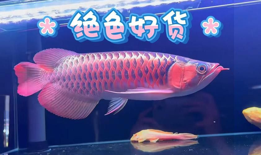 紅龍魚最貴的一條多少錢一只圖片 龍魚百科 第18張 紅龍魚最貴的一條多少錢一只圖片 紅龍魚最貴的一條多少錢一只圖片 龍魚百科 第18張
