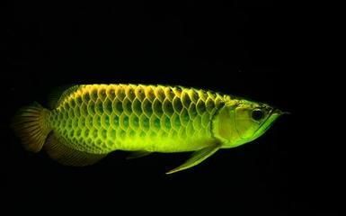 紅龍魚品相怎么看好壞啊：\"活化石\""活化石\"活化石\"活化石\"