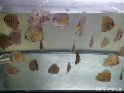 龍魚與七彩魚的區別：龍魚與七彩魚有什么區別？