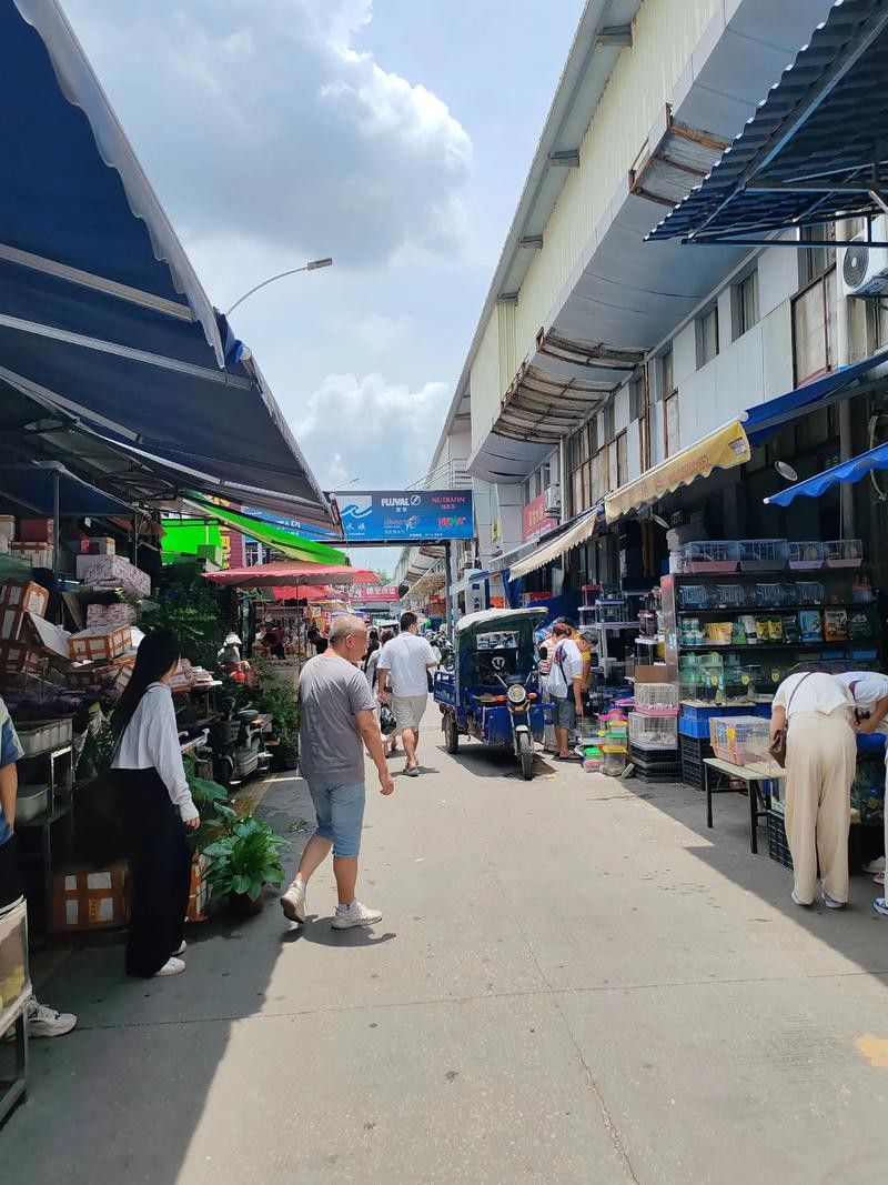 廣州賣金龍魚的地方有哪些店 廣州賣金龍魚的地方有哪些店 龍魚百科 第4張