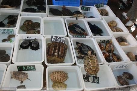 廣州賣金龍魚的地方有哪些店 廣州賣金龍魚的地方有哪些店 龍魚百科 第3張