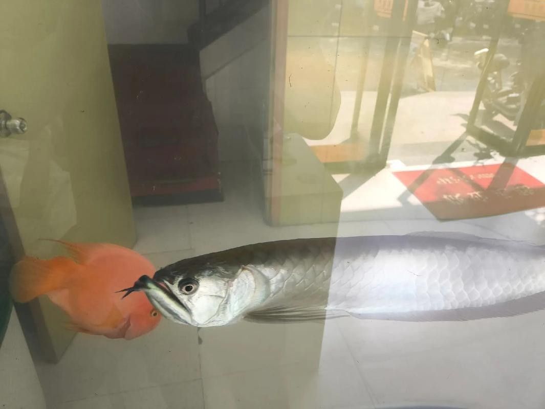銀龍魚成魚圖片大全