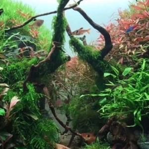 龍魚(yú)缸藻類(lèi)的處理方法（如何處理龍魚(yú)缸中的綠藻）