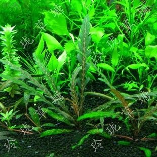 龍魚(yú)缸藻類的處理方法（如何處理龍魚(yú)缸中的綠藻）