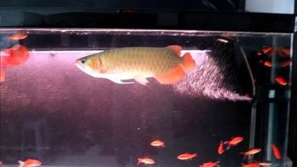 我的紅龍魚怎么是金色的（為什么你的紅龍魚變成了金色？）