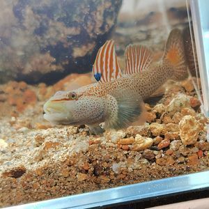 虎紋恐龍魚可以冷水養(yǎng)么，虎紋恐龍魚是否適合冷水養(yǎng)殖