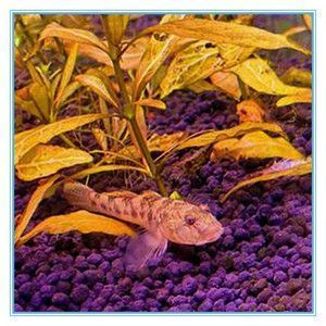 虎紋恐龍魚可以冷水養(yǎng)么，虎紋恐龍魚是否適合冷水養(yǎng)殖
