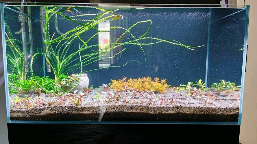 如何選擇適合龍魚的植物？ 如何選擇適合龍魚的植物？ 龍魚百科 第3張
