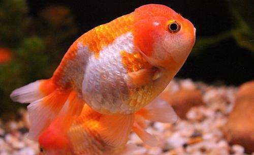 養(yǎng)金龍魚魚缸里放鹽嗎為什么：養(yǎng)金龍魚魚缸里放鹽嗎 養(yǎng)金龍魚魚缸里放鹽嗎為什么：養(yǎng)金龍魚魚缸里放鹽嗎 龍魚百科