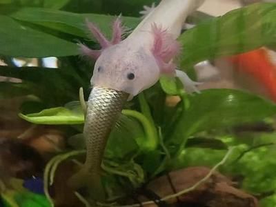 六角龍魚和什么魚混養(yǎng)最好（六角龍魚混養(yǎng)水質(zhì)管理，六角龍魚混養(yǎng)行為觀察）