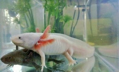 六角龍魚和什么魚混養(yǎng)最好（六角龍魚混養(yǎng)水質(zhì)管理，六角龍魚混養(yǎng)行為觀察）