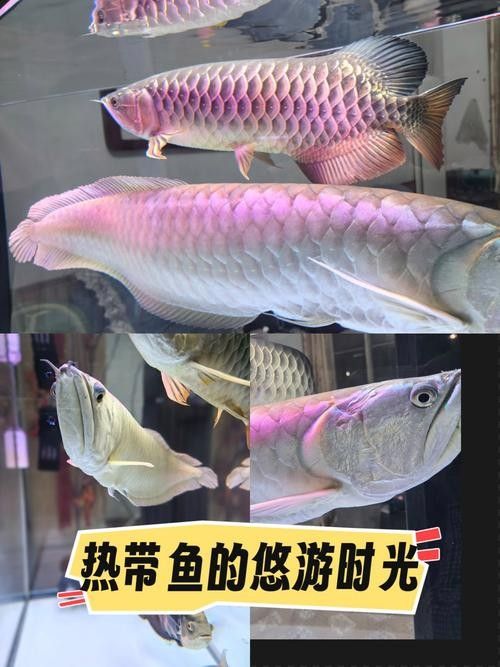 銀龍魚發色過程圖片欣賞圖 銀龍魚發色過程圖片欣賞圖 龍魚百科 第8張