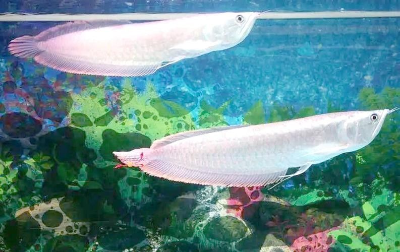 銀龍魚發色過程圖片欣賞圖 銀龍魚發色過程圖片欣賞圖 龍魚百科 第13張