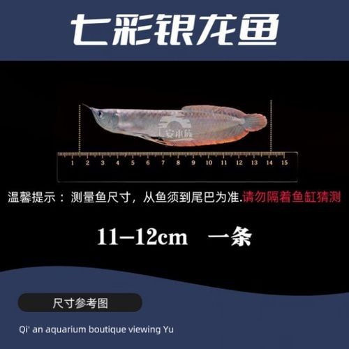 銀龍魚發色過程圖片欣賞圖 銀龍魚發色過程圖片欣賞圖 龍魚百科 第35張