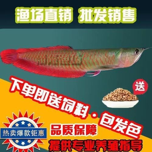 銀龍魚發色過程圖片欣賞圖 銀龍魚發色過程圖片欣賞圖 龍魚百科 第45張