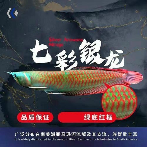 銀龍魚發色過程圖片欣賞圖 銀龍魚發色過程圖片欣賞圖 龍魚百科 第38張