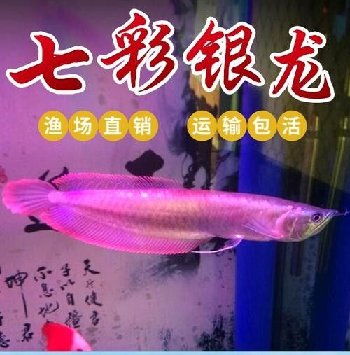 銀龍魚發色過程圖片欣賞圖 銀龍魚發色過程圖片欣賞圖 龍魚百科 第43張