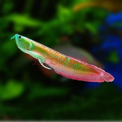 銀龍魚發色過程圖片欣賞圖 銀龍魚發色過程圖片欣賞圖 龍魚百科 第36張