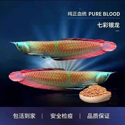 銀龍魚發色過程圖片欣賞圖 銀龍魚發色過程圖片欣賞圖 龍魚百科 第29張
