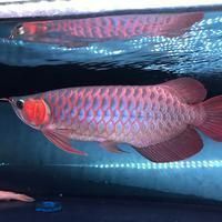 過背金龍魚20cm值多少錢