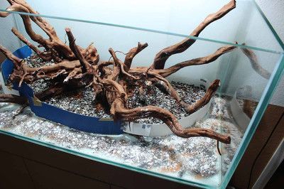 龍魚缸設(shè)計(jì)沉木造景技巧：龍魚缸沉木造景技巧