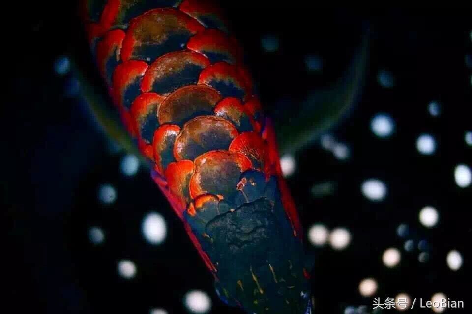 龍魚鱗片上有黑色絮狀物（龍魚鱗片上出現黑色的絮狀物是怎么回事？）