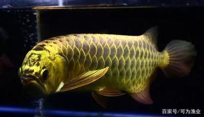 紅龍魚魚缸背景墻圖片大全高清（紅龍魚魚缸背景墻圖片大全高清圖）