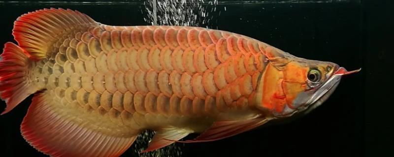 龍魚怎么養才會體型寬：養龍魚使其體型寬大需要注意以下幾個方面