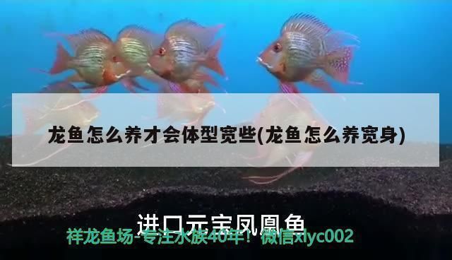 龍魚怎么養才會體型寬：養龍魚使其體型寬大需要注意以下幾個方面