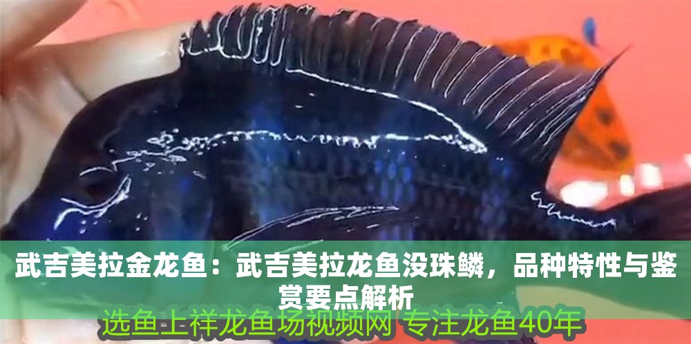 武吉美拉金龍魚：武吉美拉龍魚沒珠鱗，品種特性與鑒賞要點解析
