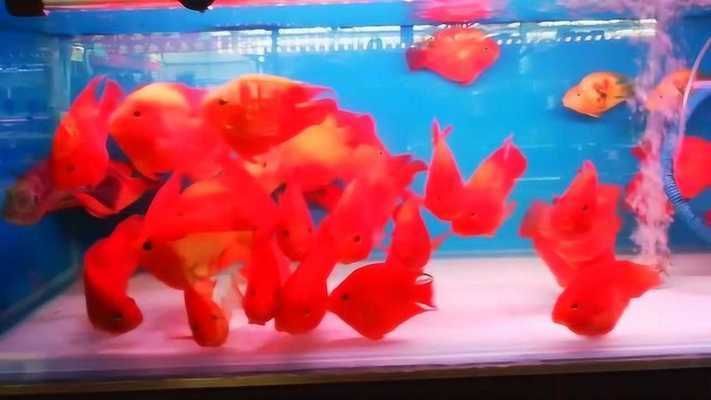 武吉美拉金龍魚：武吉美拉龍魚沒珠鱗，品種特性與鑒賞要點解析
