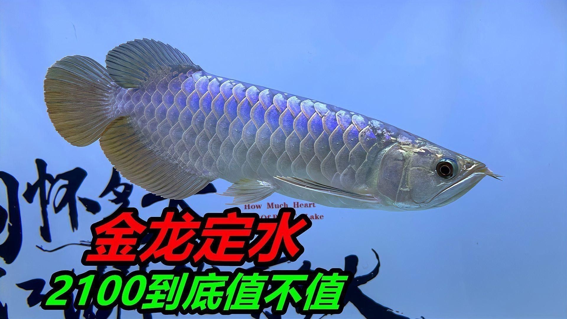 金龍魚多少錢一斤？