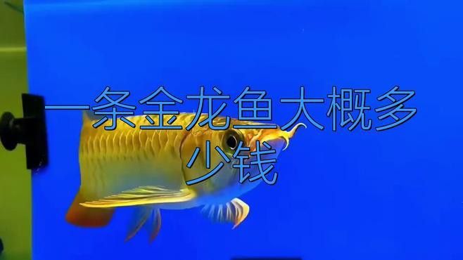 金龍魚多少錢一斤？
