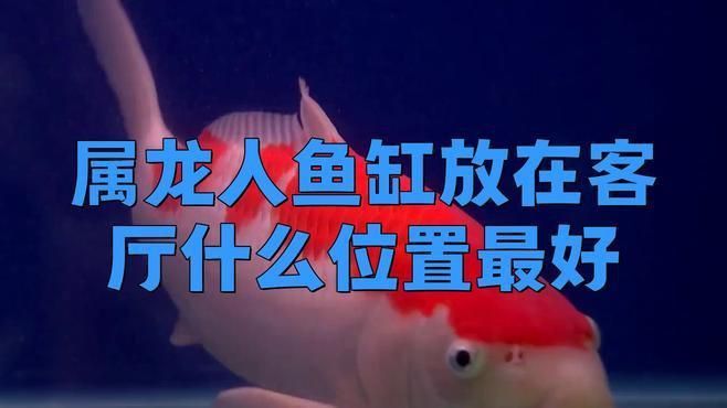 龍魚(yú)缸怎么布置