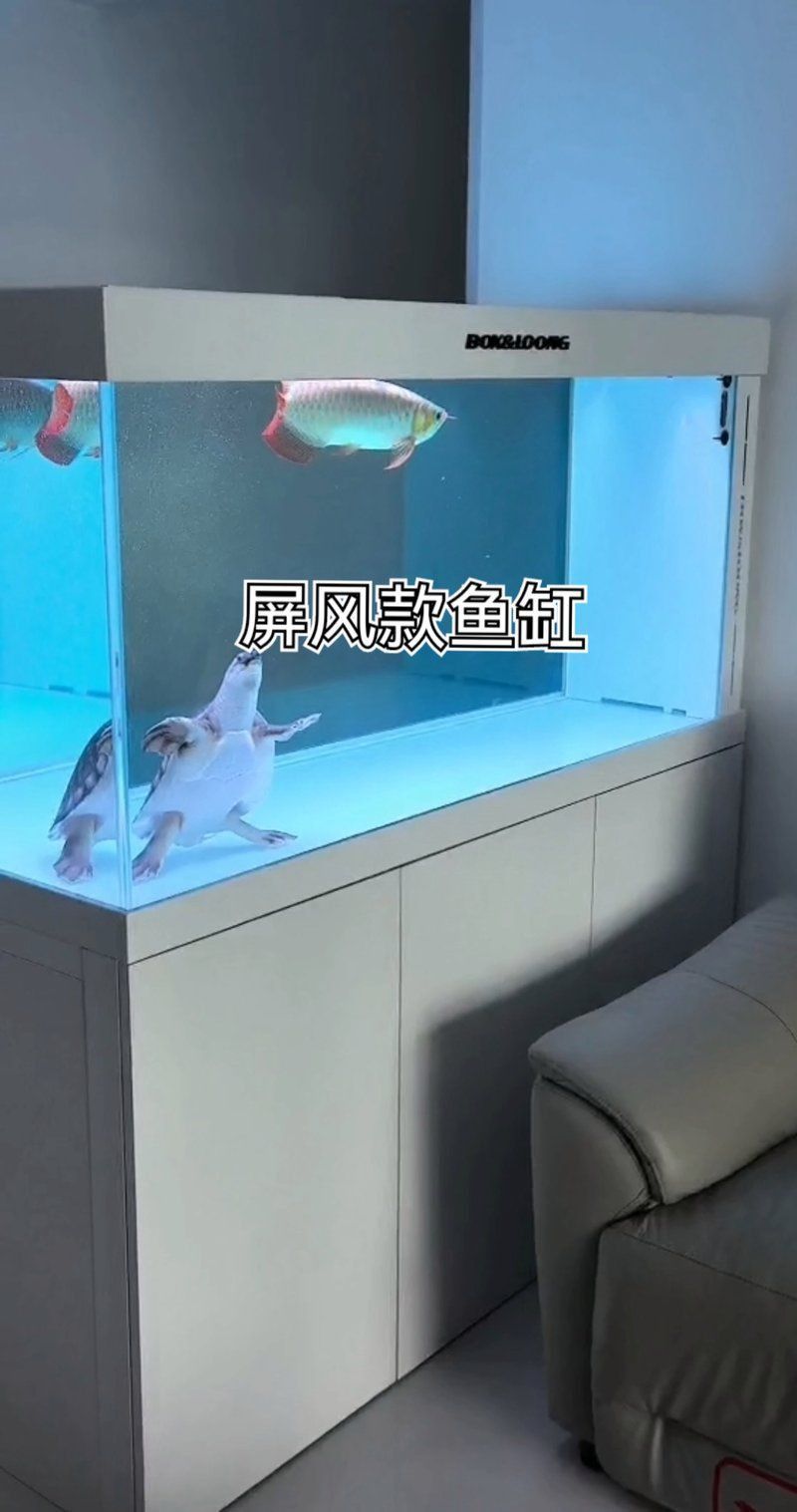 龍魚(yú)缸怎么布置