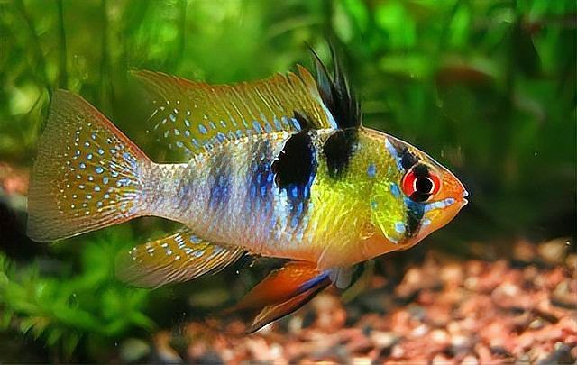 藍(lán)寶石魚為什么總咬魚