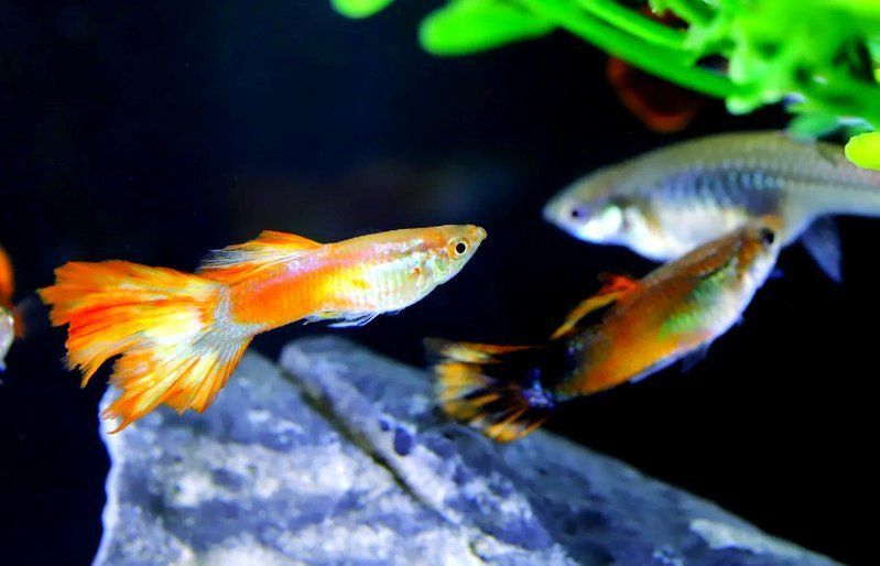 藍(lán)寶石魚為什么總咬魚