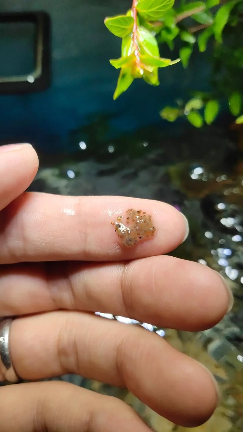龍魚的卵是什么樣子的圖片 龍魚的卵是什么樣子的圖片 龍魚百科 第1張