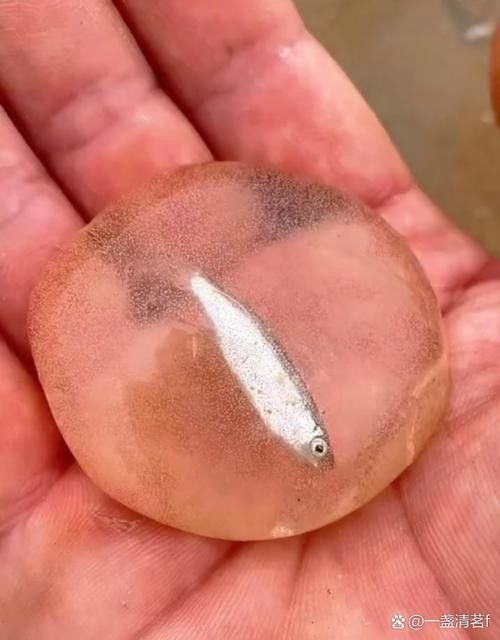 龍魚的卵是什么樣子的圖片 龍魚的卵是什么樣子的圖片 龍魚百科 第6張