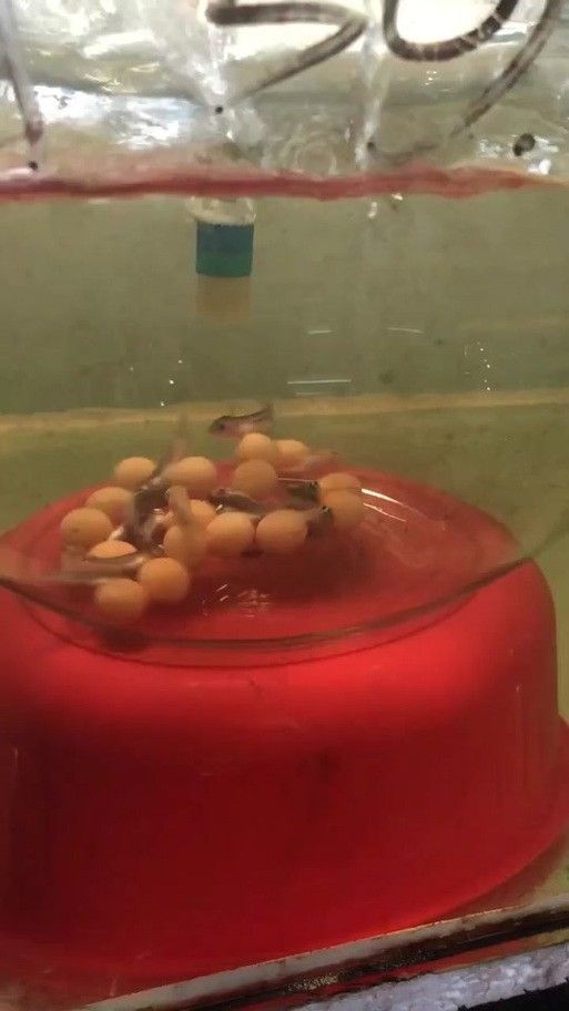 龍魚的卵是什么樣子的圖片 龍魚的卵是什么樣子的圖片 龍魚百科 第4張