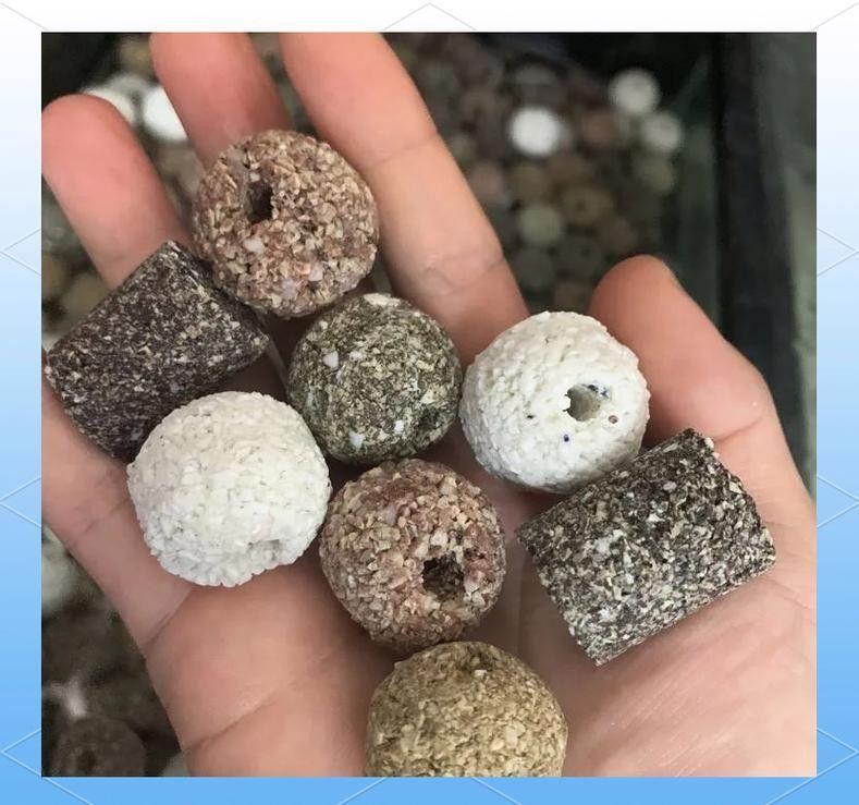 龍魚的卵是什么樣子的圖片 龍魚的卵是什么樣子的圖片 龍魚百科 第12張