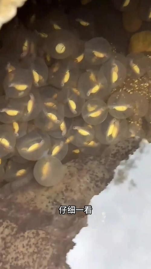 龍魚的卵是什么樣子的圖片 龍魚的卵是什么樣子的圖片 龍魚百科 第15張