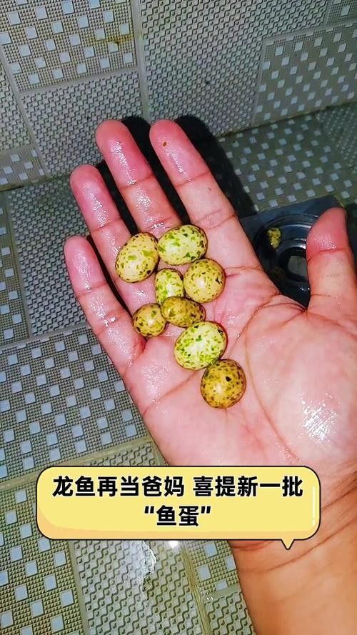 龍魚的卵是什么樣子的圖片 龍魚的卵是什么樣子的圖片 龍魚百科 第3張