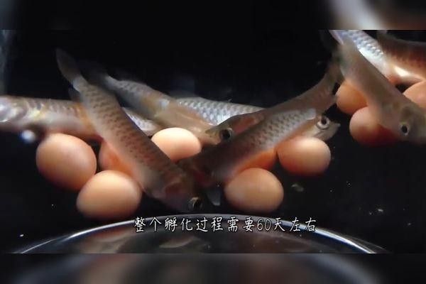龍魚的卵是什么樣子的圖片 龍魚的卵是什么樣子的圖片 龍魚百科 第25張