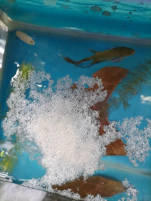 龍魚的卵是什么樣子的圖片 龍魚的卵是什么樣子的圖片 龍魚百科 第23張