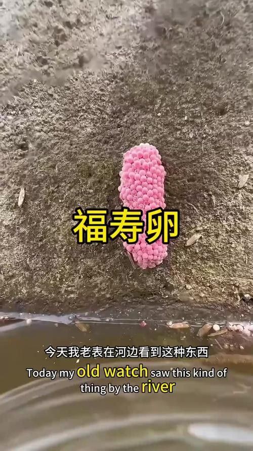 龍魚的卵是什么樣子的圖片 龍魚的卵是什么樣子的圖片 龍魚百科 第20張